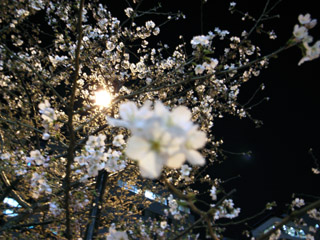 夜桜01