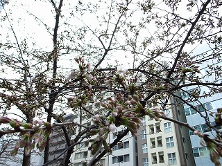 桜3月19日