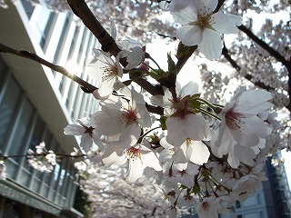 桜3月28日
