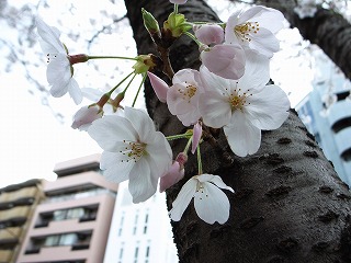 桜3月29日